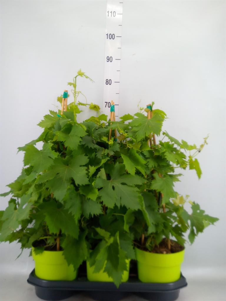 Горшечные цветы и растения оптом Vitis Vinifera от 3шт из Голландии с доставкой по России