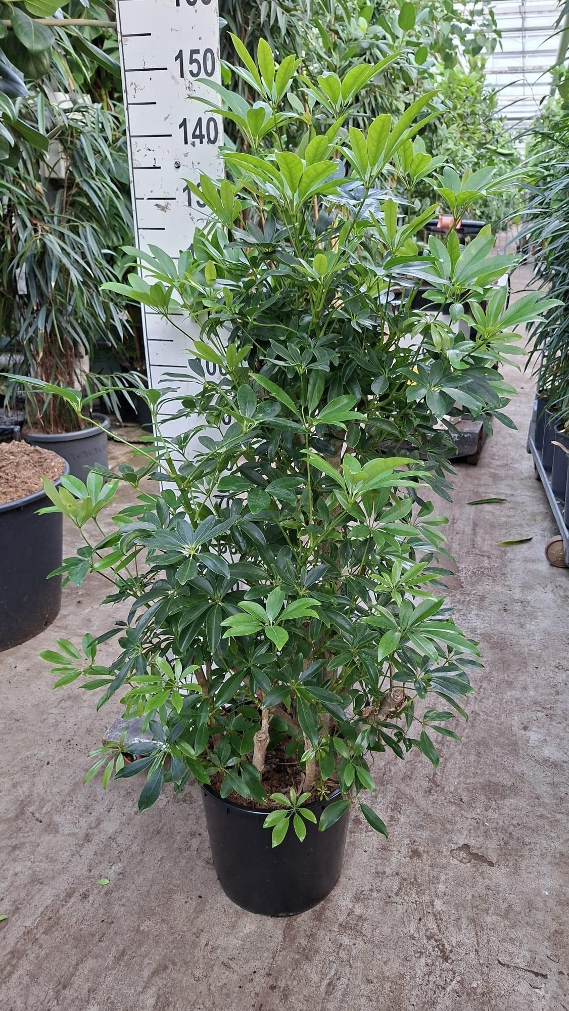 Горшечные цветы и растения оптом Schefflera Compacta Branched Bush от 1шт из Голландии с доставкой по России