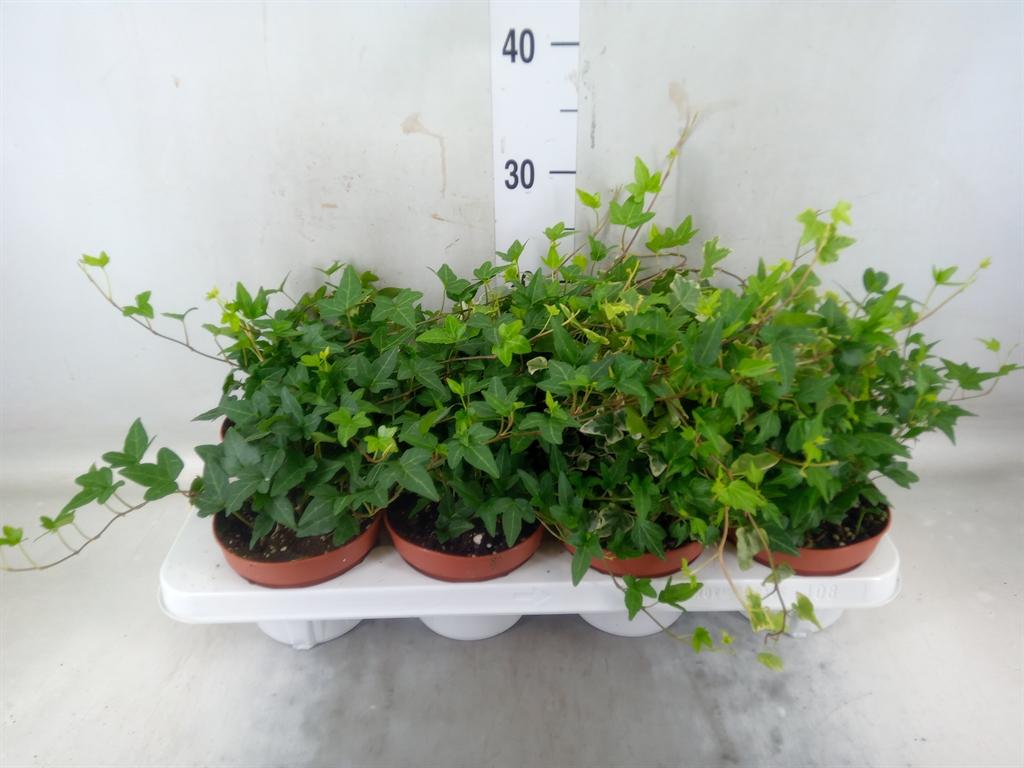 Горшечные цветы и растения оптом Hedera Helix   ...mix 3 от 8шт из Голландии с доставкой по России