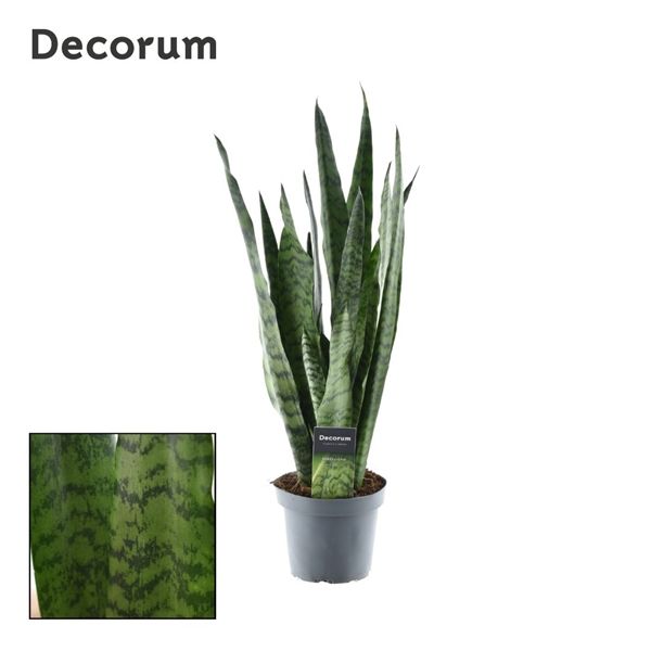 Горшечные цветы и растения оптом Sansevieria Zeylanica (decorum) от 7шт из Голландии с доставкой по России