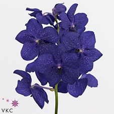 Срезанные цветы оптом Vanda royal blue от 16шт. из Голландии с доставкой по России