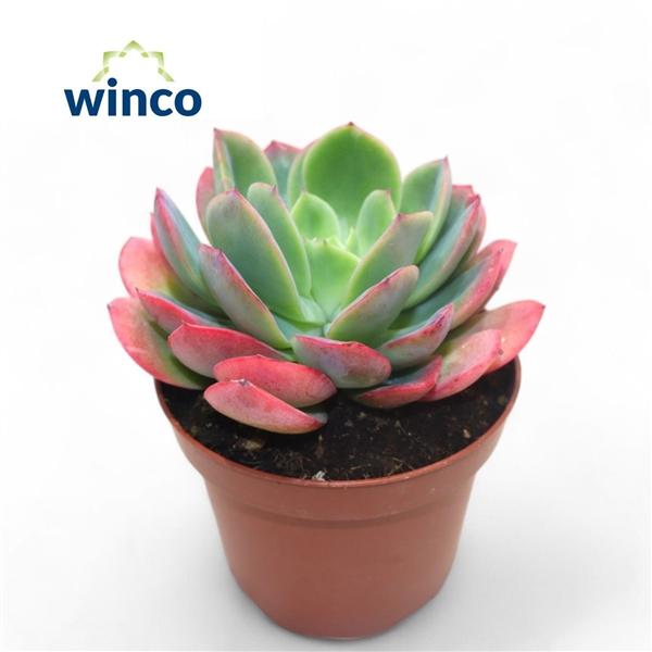 Горшечные цветы и растения оптом Echeveria Luella от 9шт из Голландии с доставкой по России
