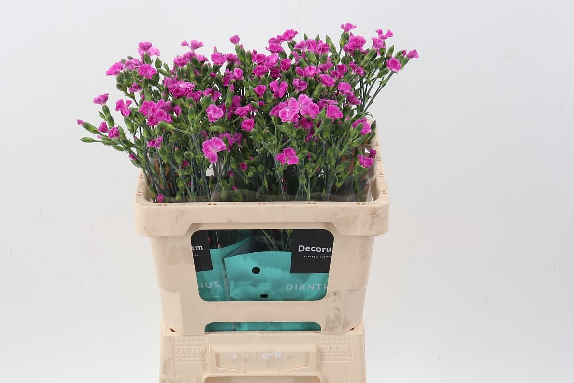 Срезанные цветы оптом Dianthus sp lilliput lavender от 60шт из Голландии с доставкой по России