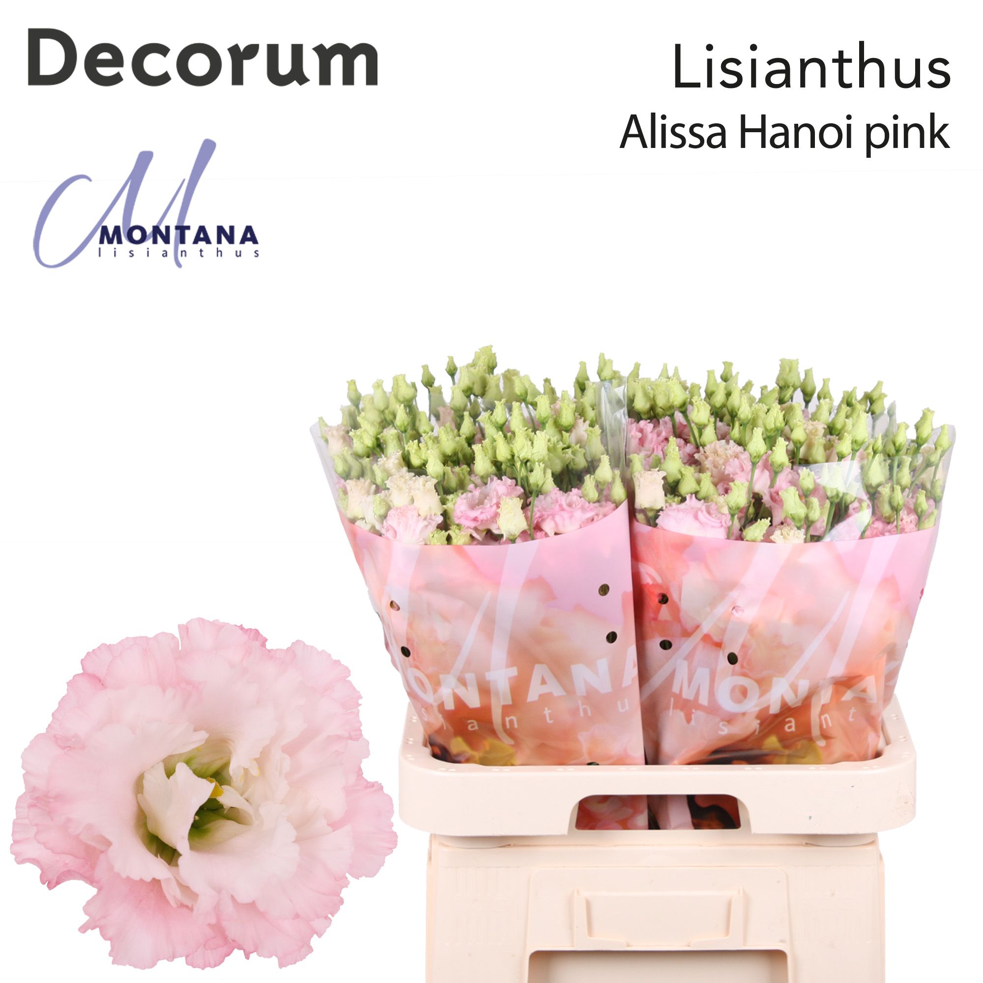 Срезанные цветы оптом Lisianthus do alissa pink от 40шт из Голландии с доставкой по России