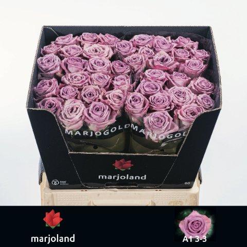 Срезанные цветы оптом Rosa large nayeli! от 50шт из Голландии с доставкой по России