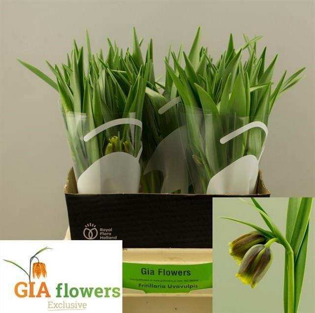Срезанные цветы оптом Fritillaria uva-vulpis от 100шт из Голландии с доставкой по России