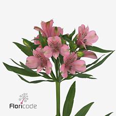 Срезанные цветы оптом Alstroemeria elegance от 60шт из Голландии с доставкой по России