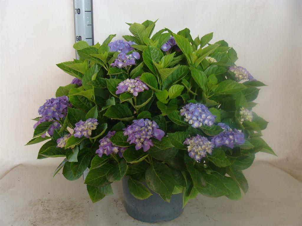 Горшечные цветы и растения оптом Hydrangea Mac. ... A от 1шт из Голландии с доставкой по России