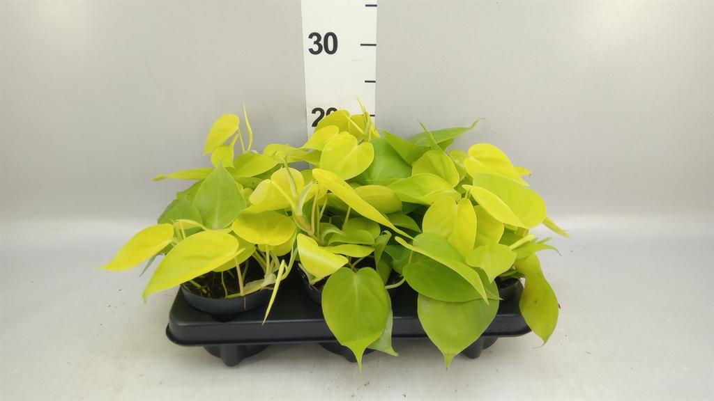 Горшечные цветы и растения оптом Philodendron Scand. lemon Lime от 6шт из Голландии с доставкой по России
