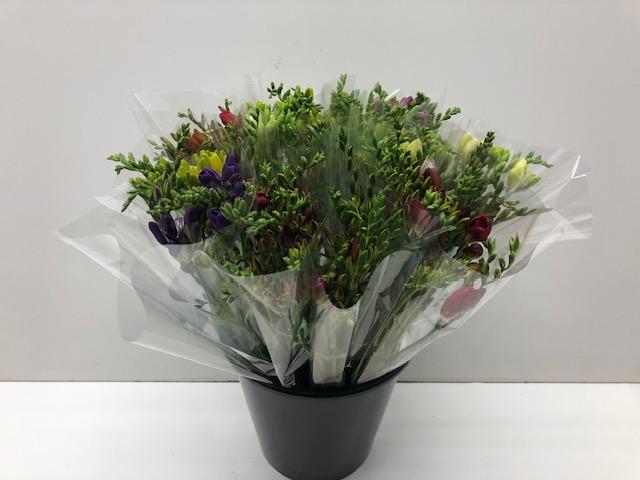 Срезанные цветы оптом Bq mono freesia mix x10 от 10шт из Голландии с доставкой по России