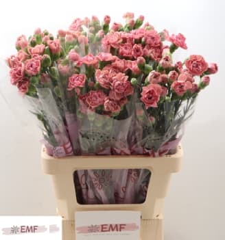 Срезанные цветы оптом Dianthus sp miss rose от 60шт из Голландии с доставкой по России
