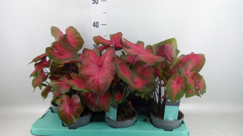 Горшечные цветы и растения оптом Caladium   ... от 6шт из Голландии с доставкой по России