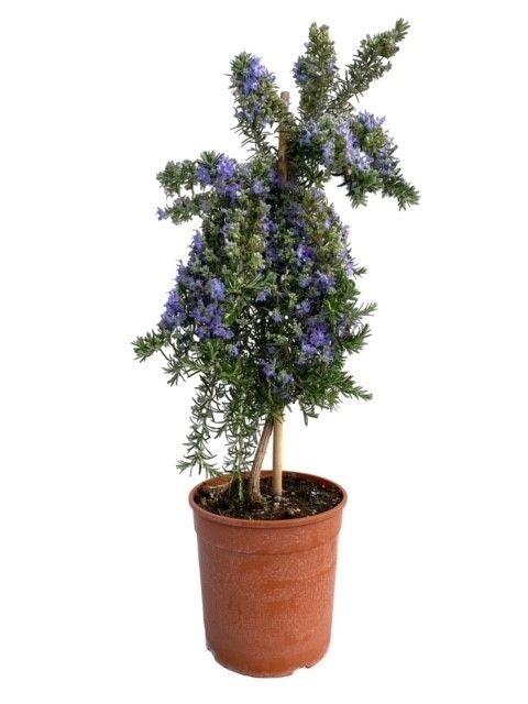 Горшечные цветы и растения оптом Rosmarinus Prostratus On Stem от 1шт из Голландии с доставкой по России