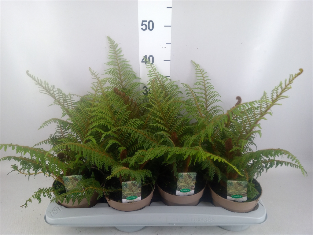 Горшечные цветы и растения оптом Cyathea Tomentosissima от 8шт из Голландии с доставкой по России