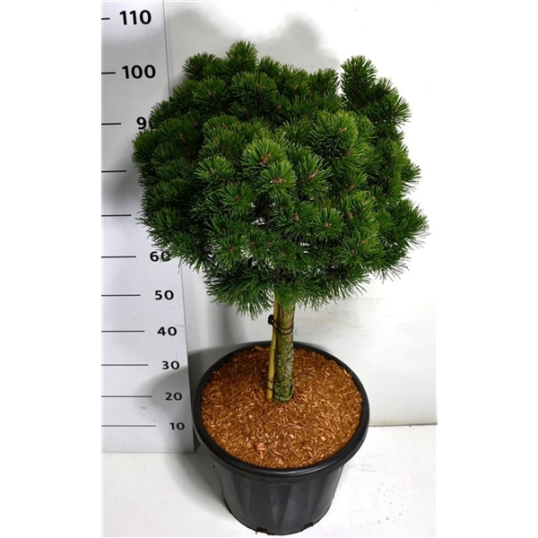 Горшечные цветы и растения оптом Pinus Mugo March On Stem от 1шт из Голландии с доставкой по России