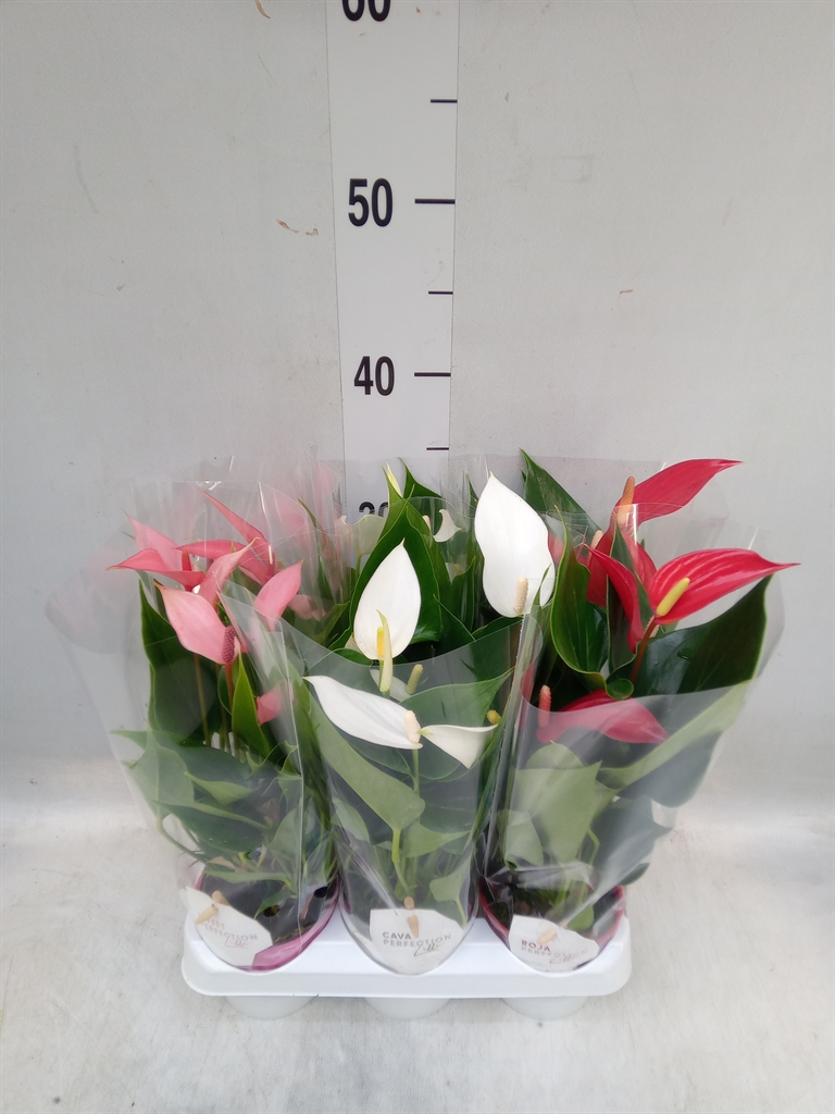 Горшечные цветы и растения оптом Anthurium   ...mix от 6шт (для телеги) из Голландии с доставкой по России