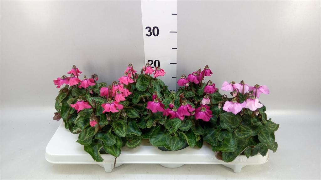 Горшечные цветы и растения оптом Cyclamen Kl petticoat от 6шт (для телеги) из Голландии с доставкой по России