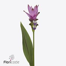 Срезанные цветы оптом Curcuma siam supreme от 16шт из Голландии с доставкой по России