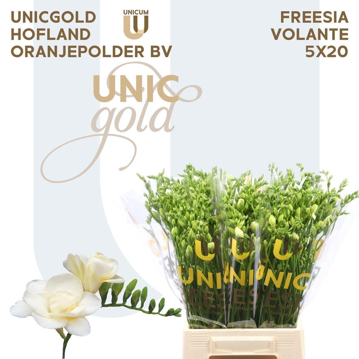 Срезанные цветы оптом Freesia do volante от 100шт из Голландии с доставкой по России