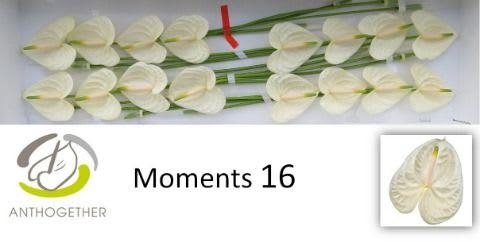Срезанные цветы оптом Anthurium moments от 16шт. из Голландии с доставкой по России