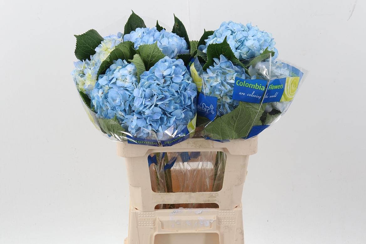 Срезанные цветы оптом Hydrangea blue premium от 10шт из Голландии с доставкой по России
