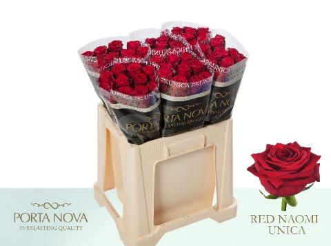 Срезанные цветы оптом Rosa large red naomi! Unica Porta Nova от 60шт из Голландии с доставкой по России