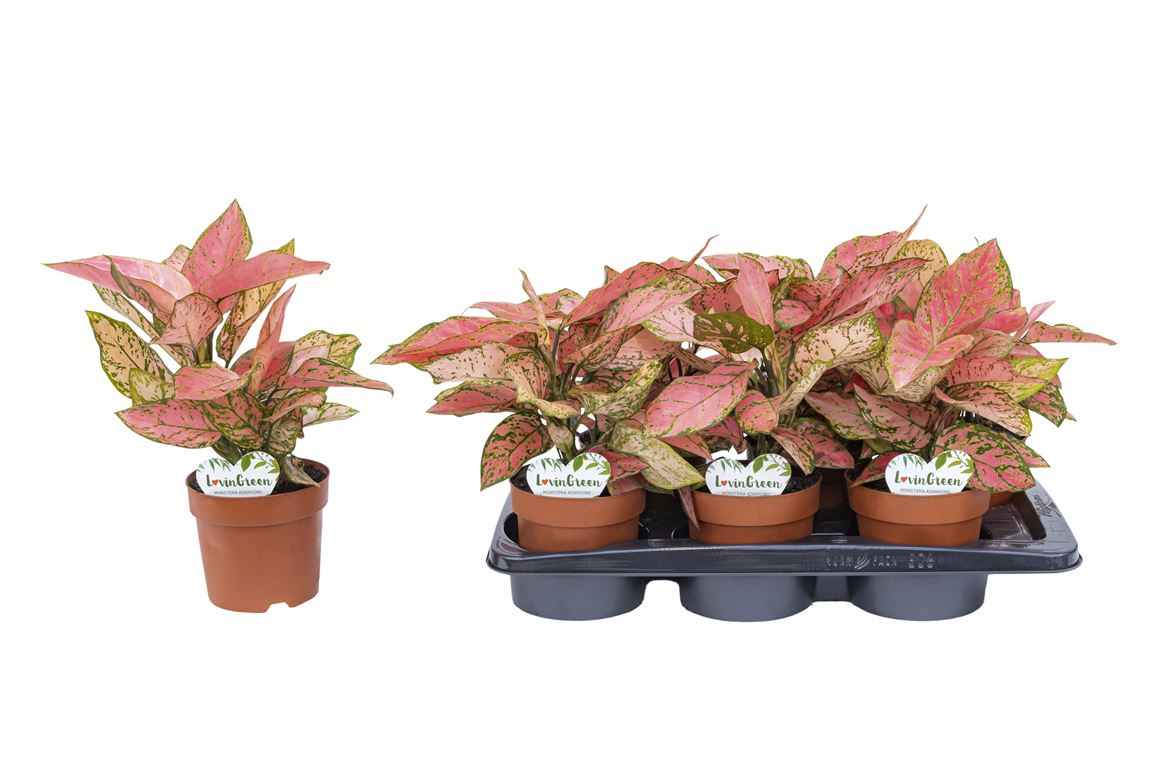 Горшечные цветы и растения оптом Aglaonema Pink от 10шт из Голландии с доставкой по России