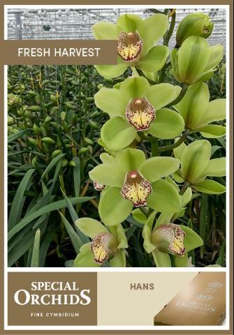 Срезанные цветы оптом Cymbidium green hans от 12шт.. из Голландии с доставкой по России