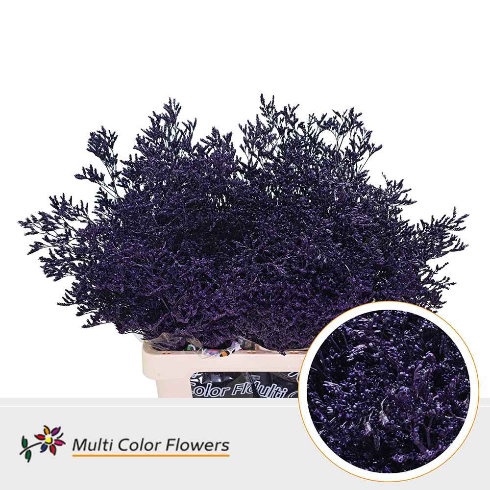 Срезанные цветы оптом Limonium paint aubergine от 50шт. из Голландии с доставкой по России