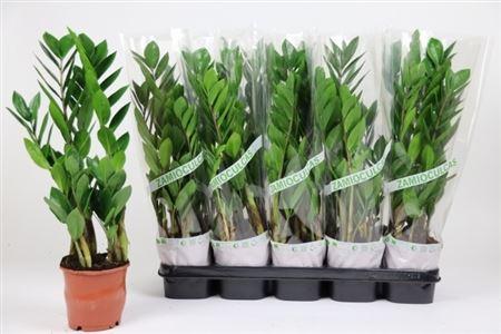 Горшечные цветы и растения оптом Zamioculcas 3+ от 10шт из Голландии с доставкой по России