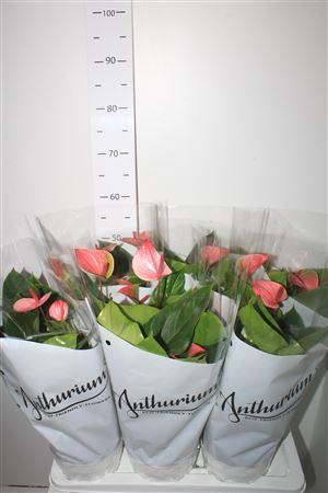 Горшечные цветы и растения оптом Anthu A Mystique 4+ P17 от 6шт из Голландии с доставкой по России