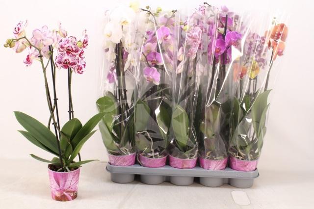 Горшечные цветы и растения оптом Phal Gem 5 Kl от 10шт из Голландии с доставкой по России