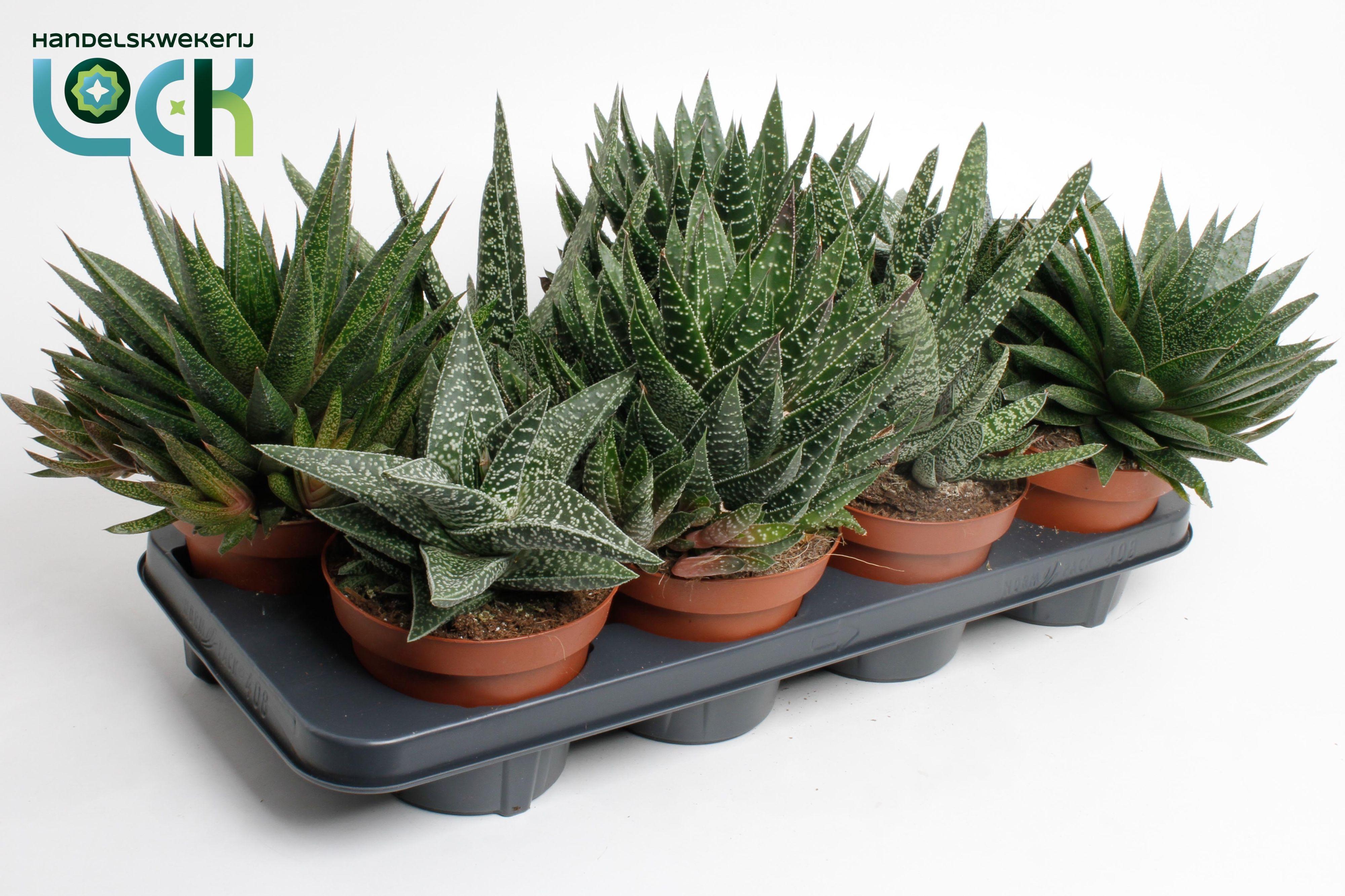 Горшечные цветы и растения оптом Gasteria Mix от 8шт из Голландии с доставкой по России