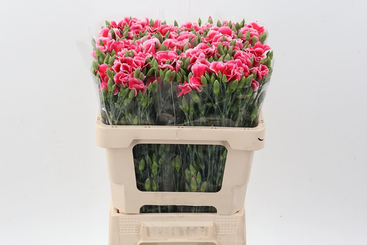 Срезанные цветы оптом Dianthus sp solomio cherry от 100шт из Голландии с доставкой по России