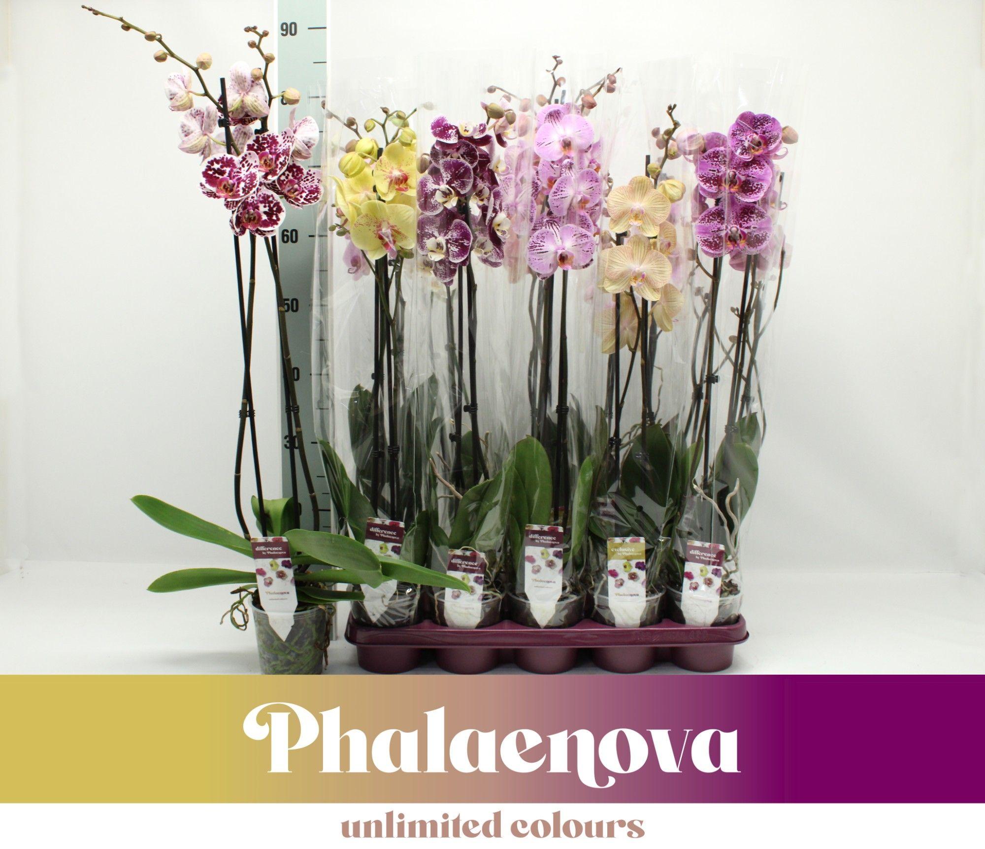 Горшечные цветы и растения оптом Phal 2st Taiwan Mix 16+ (phalaenova) от 10шт из Голландии с доставкой по России