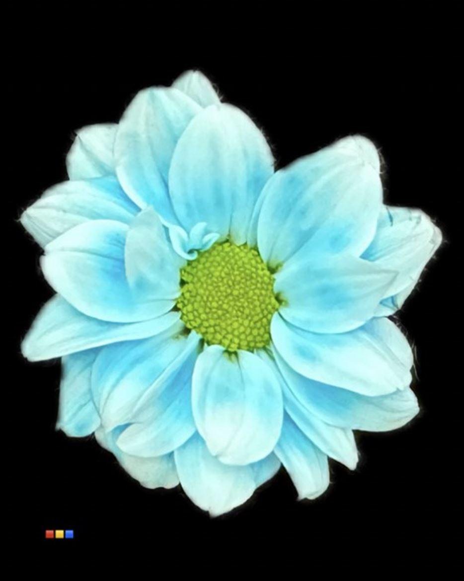 Срезанные цветы оптом Chrys sp paint kennedy pastel blue от 40шт из Голландии с доставкой по России