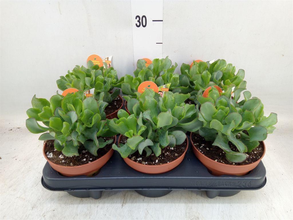 Горшечные цветы и растения оптом Crassula Arborescens Subsp. Undilat от 6шт из Голландии с доставкой по России
