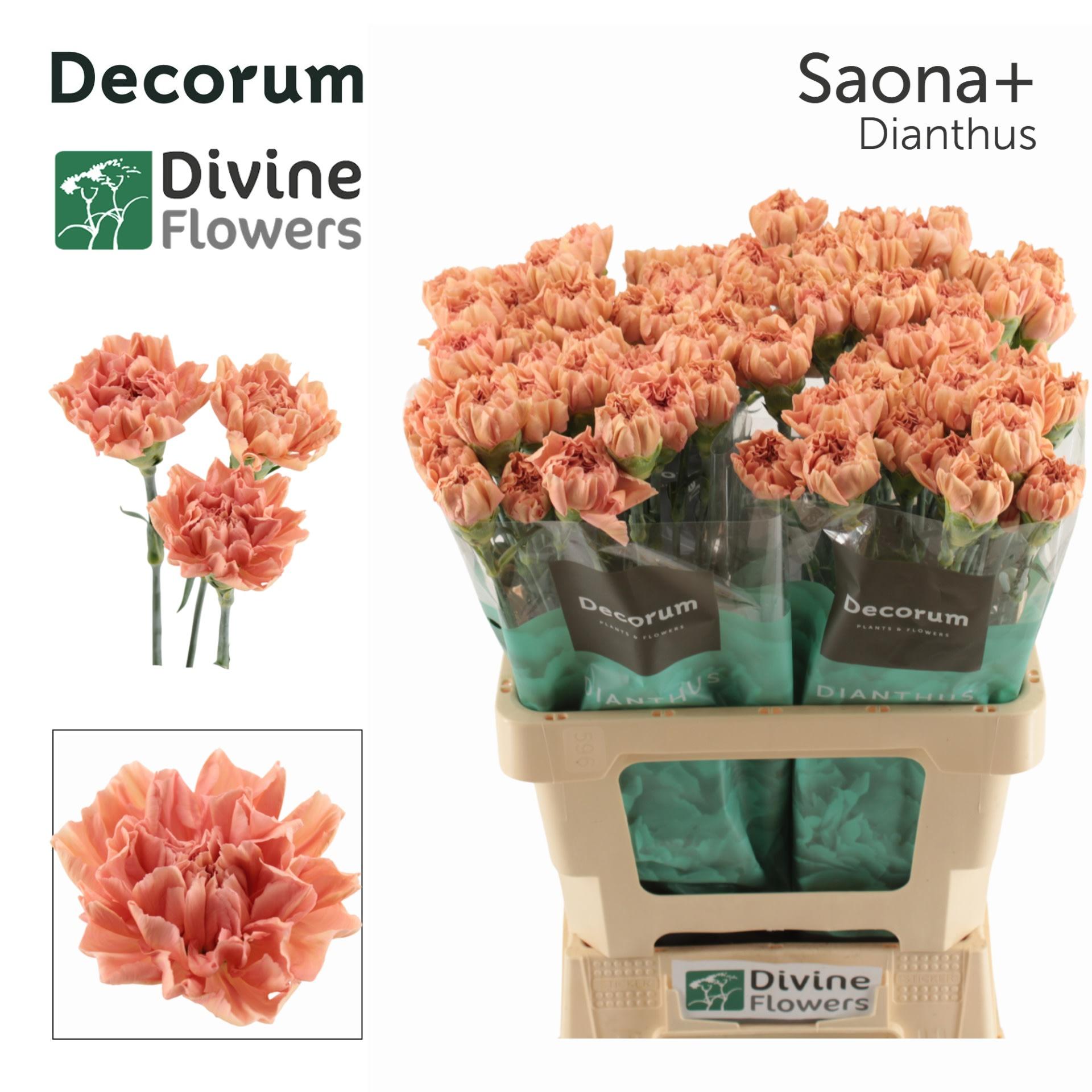 Срезанные цветы оптом Dianthus st saona+ от 80шт из Голландии с доставкой по России