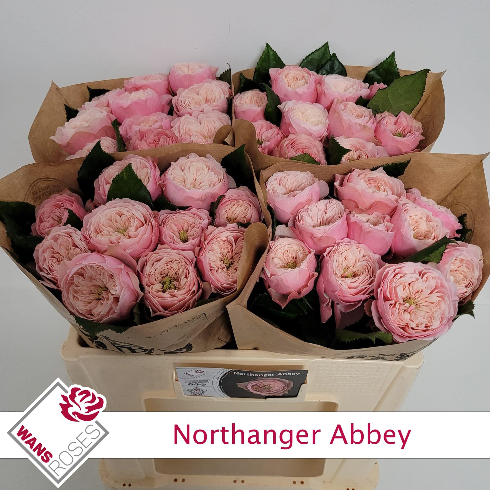 Срезанные цветы оптом Rosa garden northanger abbey от 40шт из Голландии с доставкой по России