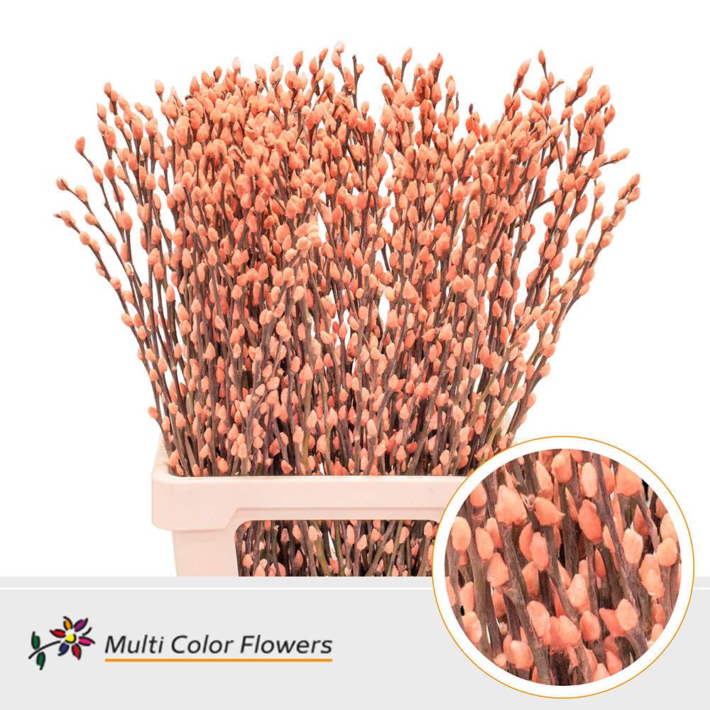 Срезанные цветы оптом Salix paint pussy willow apricot A от 200шт из Голландии с доставкой по России