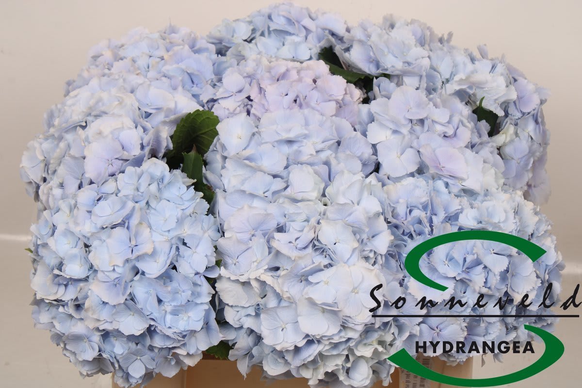 Срезанные цветы оптом Hydrangea verena blue от 10шт.. из Голландии с доставкой по России