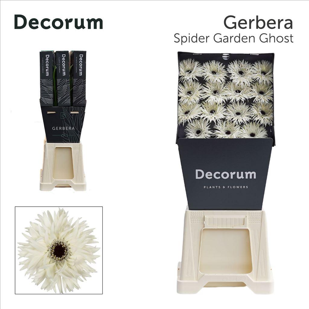 Срезанные цветы оптом Gerbera diamond garden ghost от 45шт из Голландии с доставкой по России