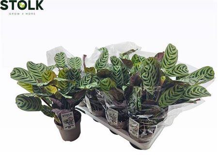 Горшечные цветы и растения оптом Ctenanthe Burle-marx от 8шт из Голландии с доставкой по России