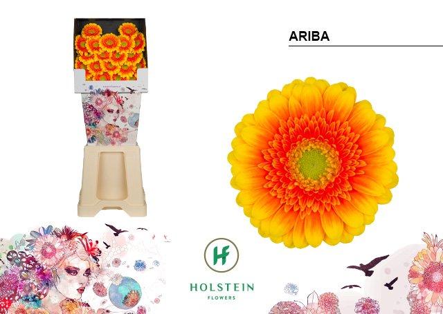 Срезанные цветы оптом Germini diamond ariba от 80шт из Голландии с доставкой по России