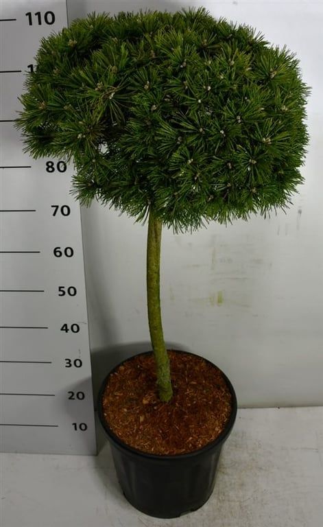 Горшечные цветы и растения оптом Pinus Mugo Benjamin On Stem от 1шт из Голландии с доставкой по России