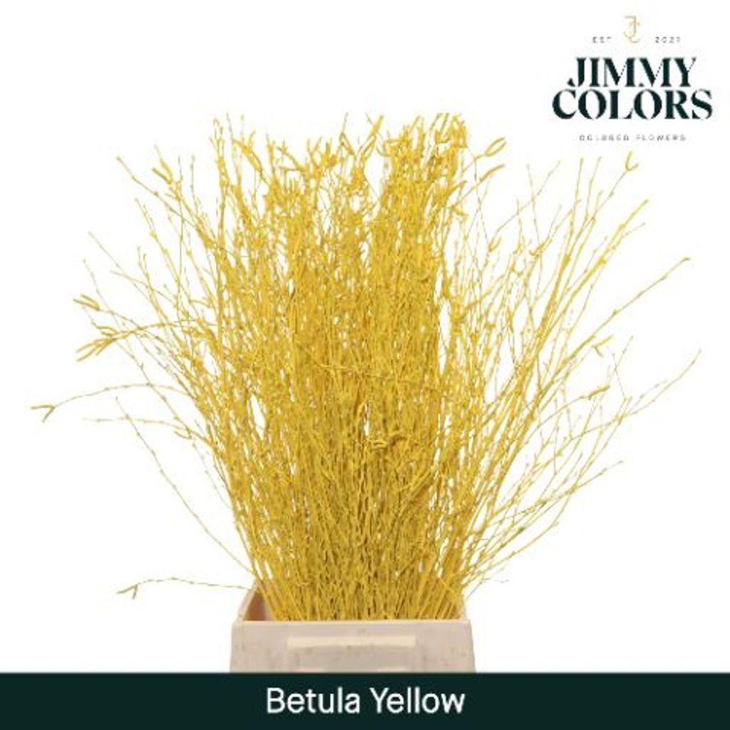Срезанные цветы оптом Betula paint yellow от 10шт. из Голландии с доставкой по России