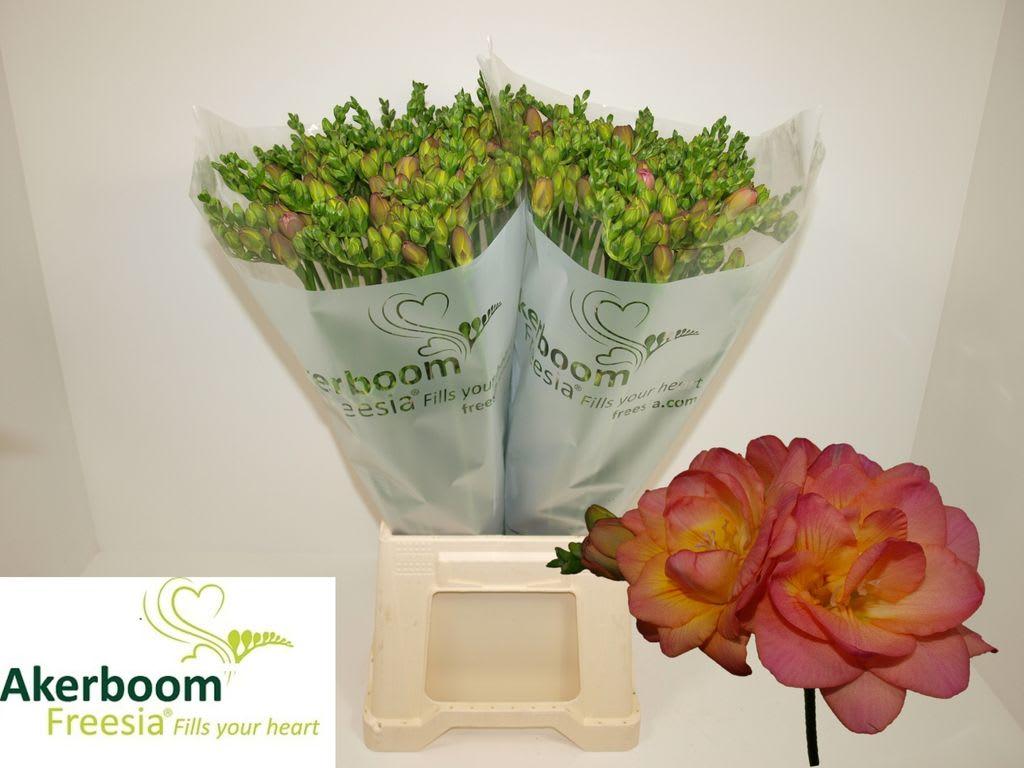 Срезанные цветы оптом Freesia do romantic peach от 100шт. из Голландии с доставкой по России