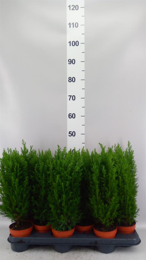 Горшечные цветы и растения оптом Chamaecyparis Laws Ellwoodii от 12шт из Голландии с доставкой по России