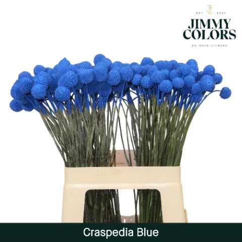 Срезанные цветы оптом Craspedia paint blue от 50шт из Голландии с доставкой по России
