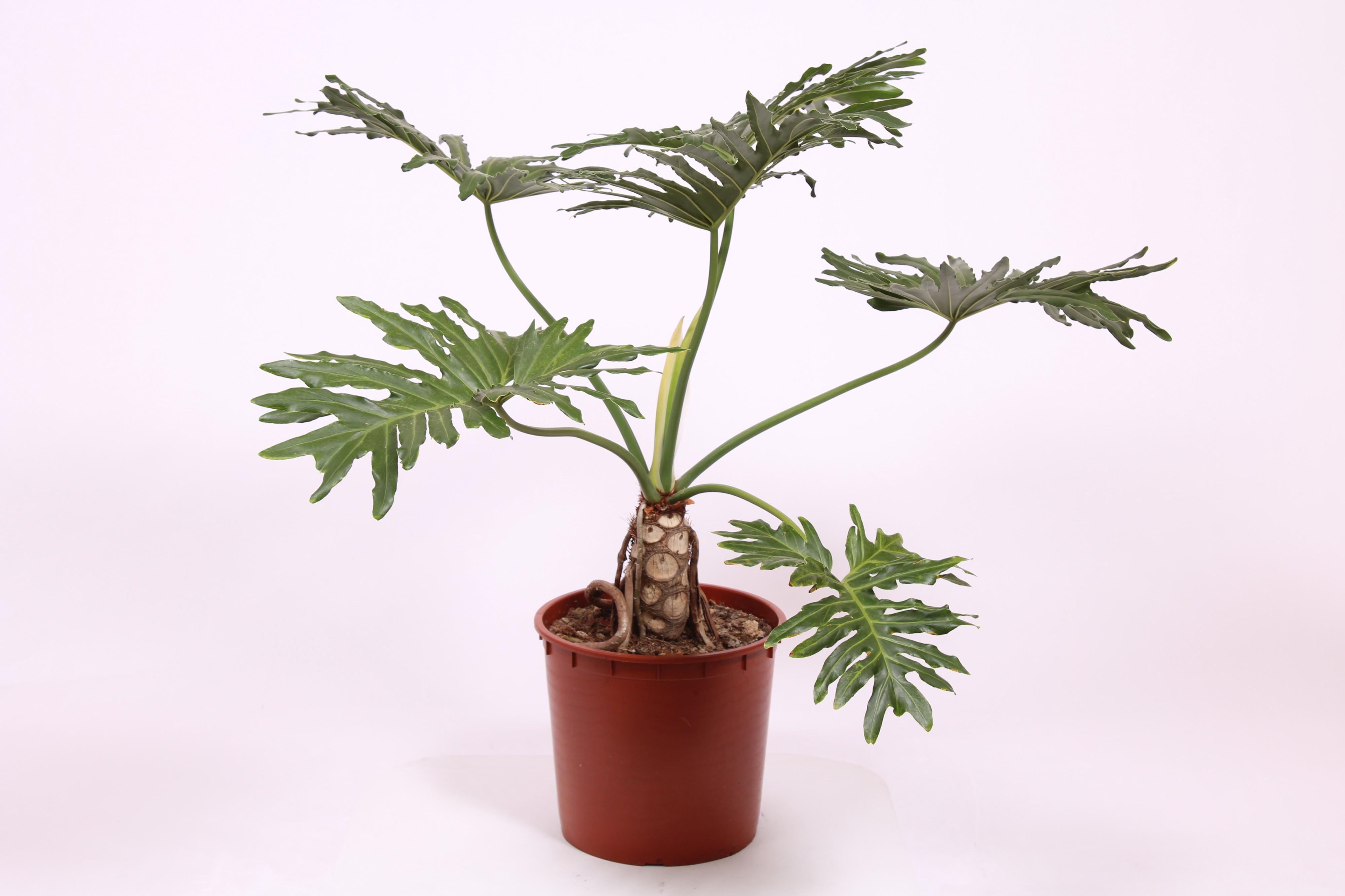 Горшечные цветы и растения оптом Philodendron Selloum от 1шт из Голландии с доставкой по России